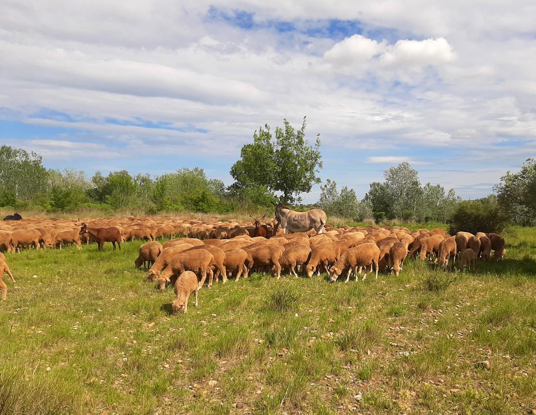 la-crau-steppe-pastorale