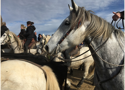 l#039;homme-et-le-cheval-:-une-passion-provenccedil;ale