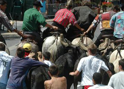 taureaux-et-courses-camarguaises