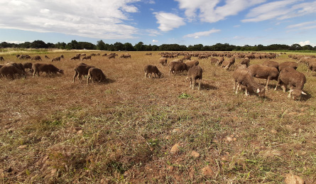 la-crau-steppe-pastorale