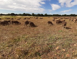 la-crau-steppe-pastorale