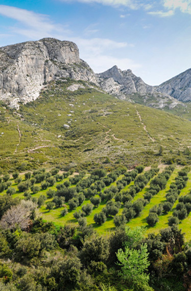 alpilles-terre-de-lumiegrave;re