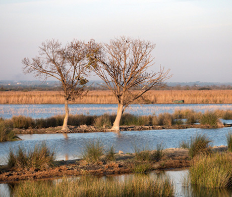 au coeur de la Camargue