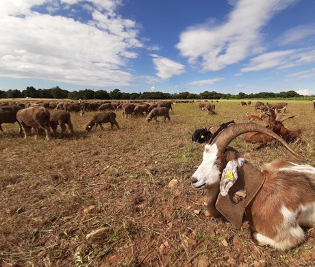 Troupeaux de moutons- photo : Rhinoferos