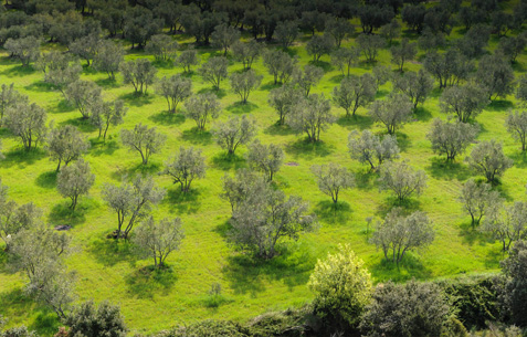 Les oliviers des Alpilles - photo : Lionel Roux