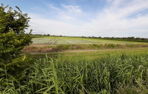 Les rizières de Camargue - photo : rhinoferos