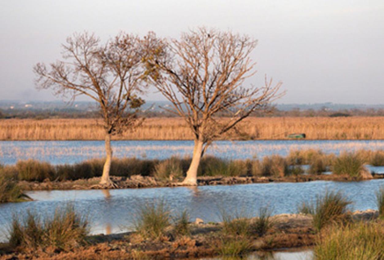 entre-le-bac-du-sauvage-et-cacharel