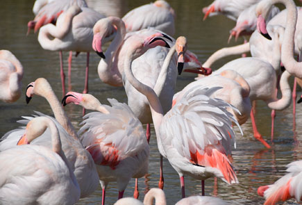 Flamants roses