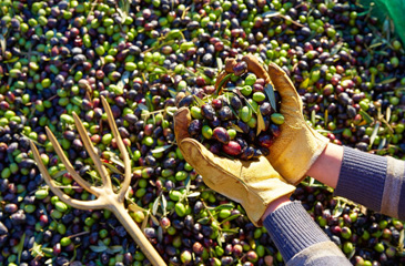 Olives dans les Alpilles